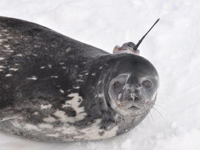An ice-loving Weddell seal, equipped with headgear and ready to assist oceanographers.