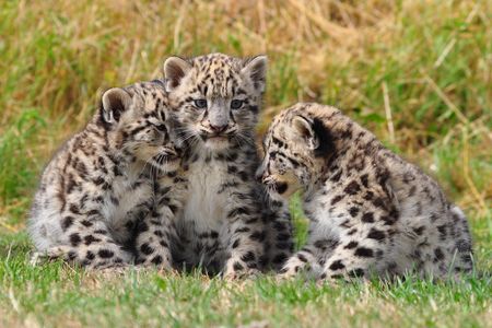 The Melbourne Zoo welcomed three baby snow leopard cubs in February.