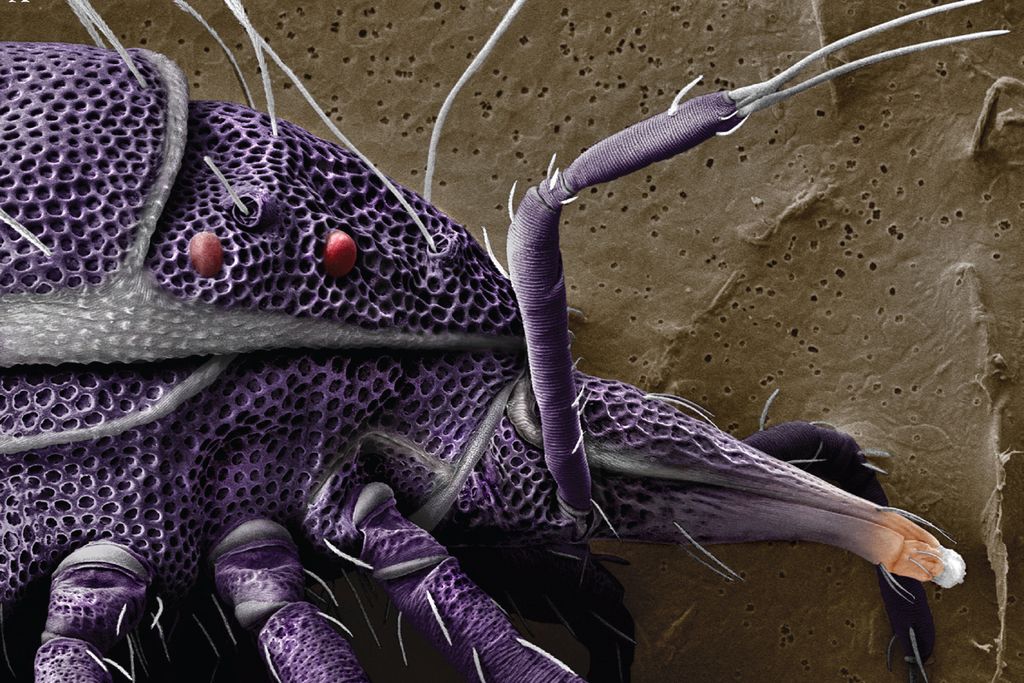 Trachymolgus Purpureus