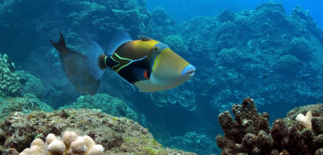 Colorful Triggerfish