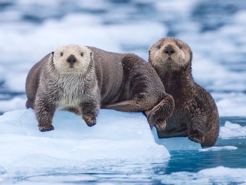 Curious Otters. Alaska Smithsonian Photo Contest Smithsonian Magazine