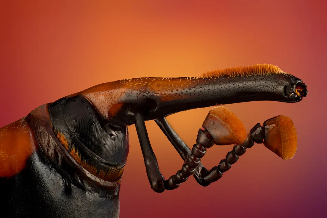 Insect with long snout