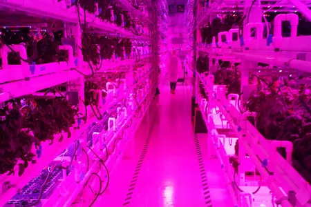 Inside Infinite Harvest's 5,400 square-foot grow facility in Lakewood, Colorado.