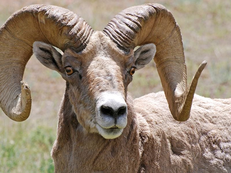 Rocky Mountain Bighorn Sheep with grass in his teeth. | Smithsonian ...