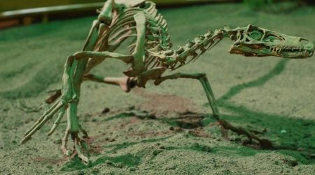 A reconstruction of Velociraptor, complete with a scleral ring in the eye, at the Wyoming Dinosaur Center in Thermopolis, WY.