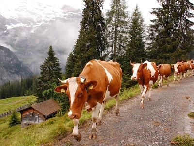 Alpine cows near Berne, Switzerland. 
