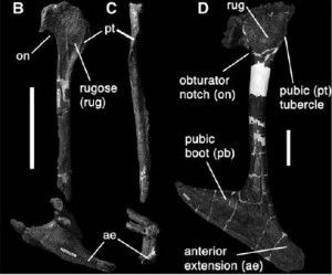 20110520083217tyrannosaur-pubis-300x249.jpg