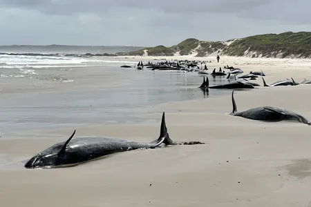 A pod of 157 false killer whales washed up on a beach in Tasmania.