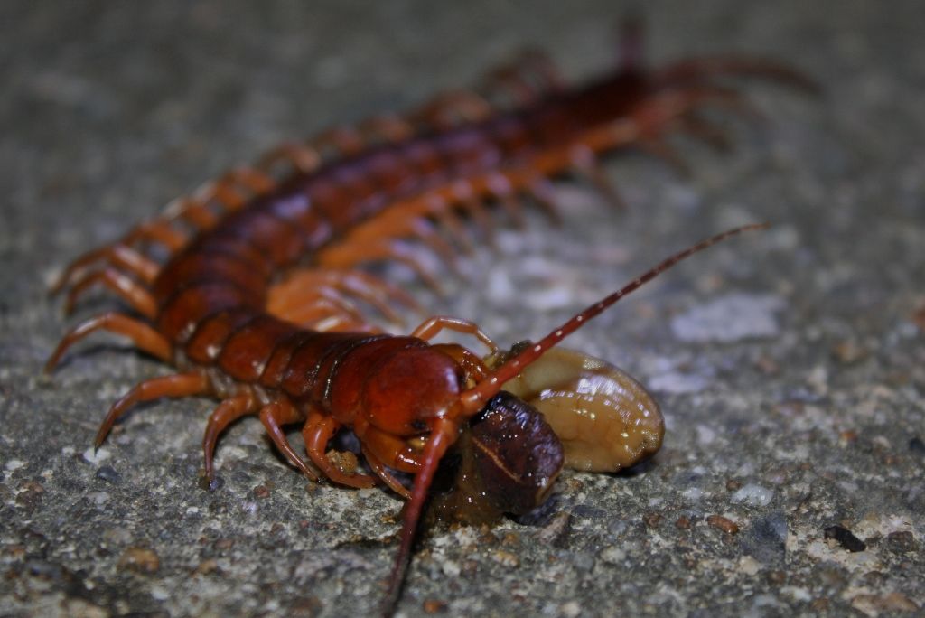 centipede.jpg