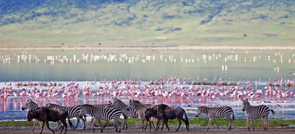  Wildlife at Ngorongoro Crater 