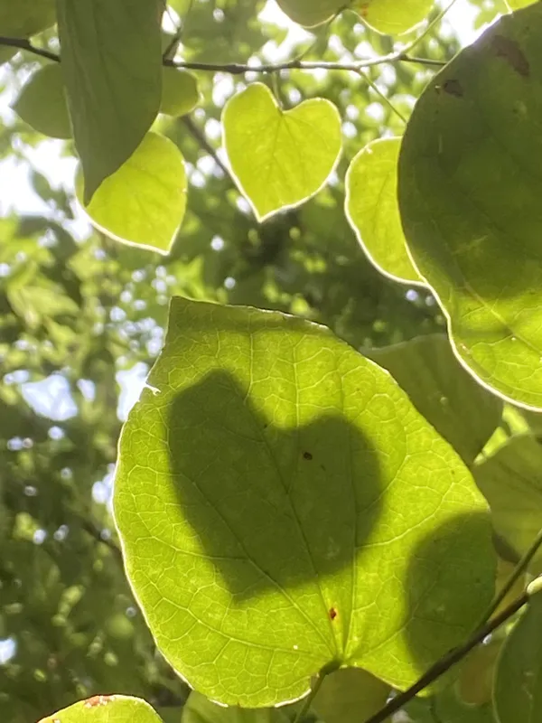 Heart Shadow thumbnail