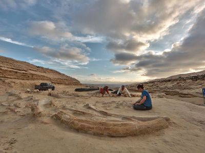 Nick Pyenson and his colleagues next to fossil whales from Cerro Ballena, a site in the Atacama of Chile.