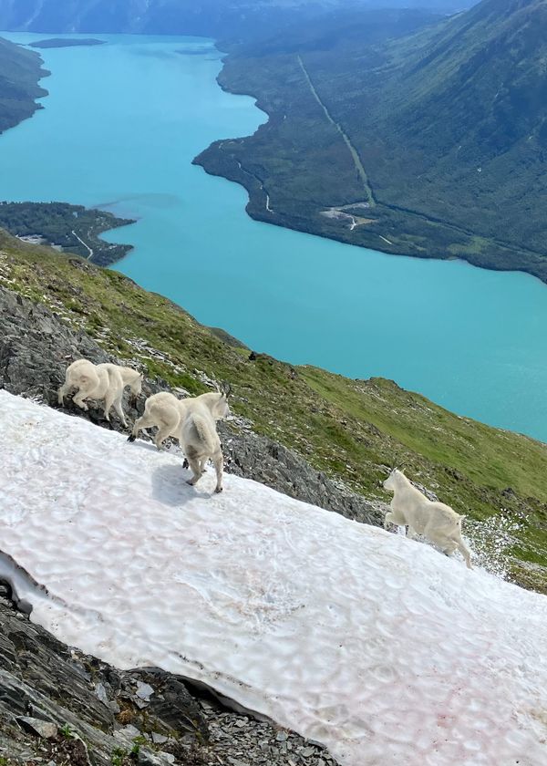 Mountain goats Kenai Peninsula thumbnail
