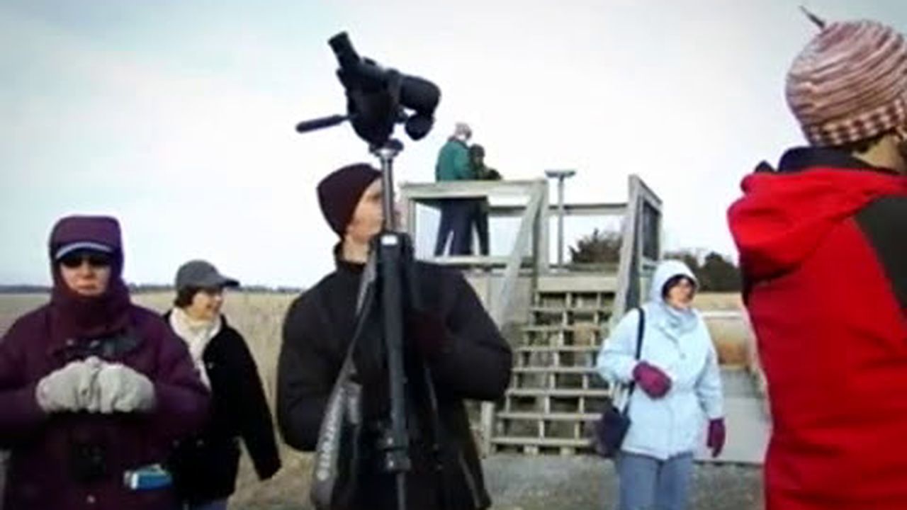 Preview thumbnail for The Joys of Bird Spotting