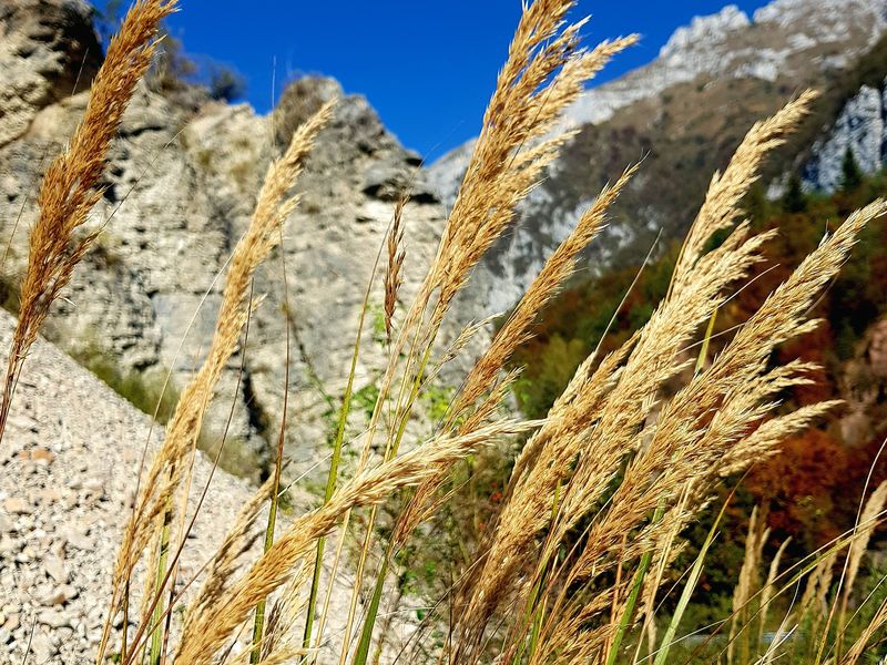 Flora of the Dolomites, Italy Smithsonian Photo Contest Smithsonian