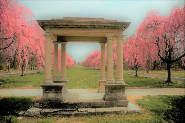 Mann Cherry Trees thumbnail
