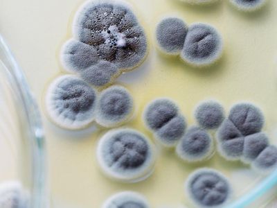 Do fungi like this Penicillium mold, which produces the the antibiotic penicillin, trace their origins to an ancestor that lived a billion years ago? 
