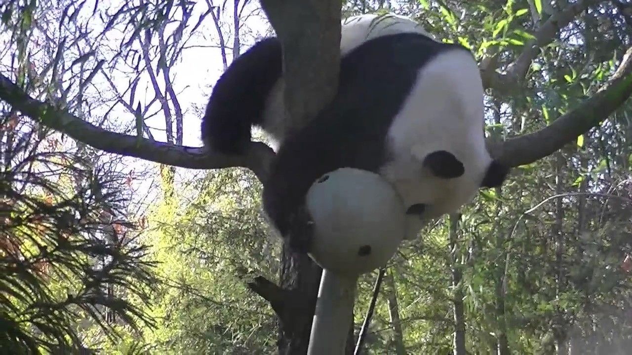 Preview thumbnail for Panda Enrichment