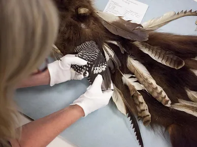 The bird feathers attached to artifacts in the John Wesley Powell collection can give anthropologists further insight into customs and trade.