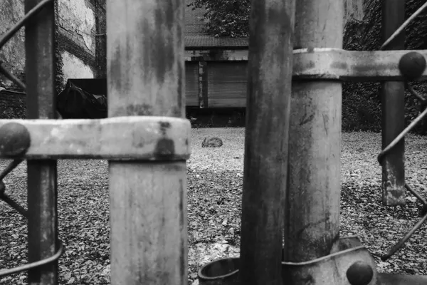 Trapped in An Urban Cage thumbnail