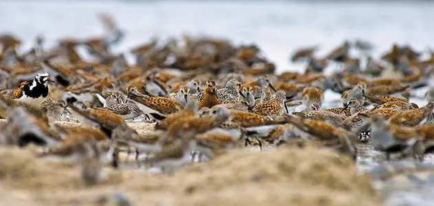 Red knots in Delaware Bay