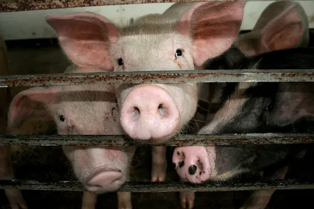 Hiroshi Nagashima and Hiromitsu Nakauchi aim to genetically engineer pigs that grow human organs.