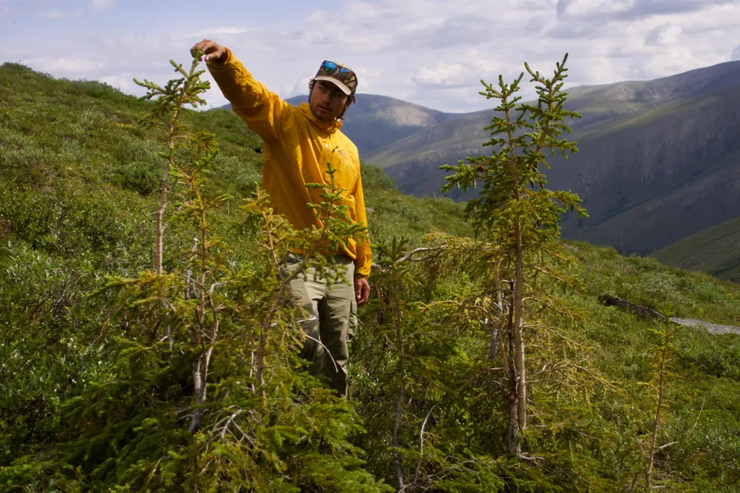 Northernmost spruce tree