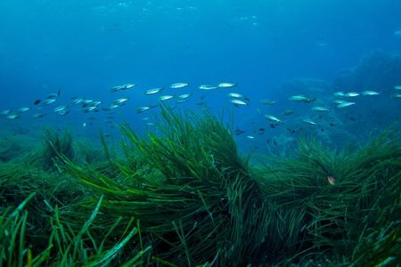 Seagrass plants have a large capacity for absorbing and storing carbon on the seafloor. 