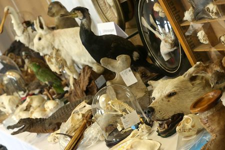 Humans hunt, kill or capture a massive number of species. Surprisingly, most of this is for non-food reasons.