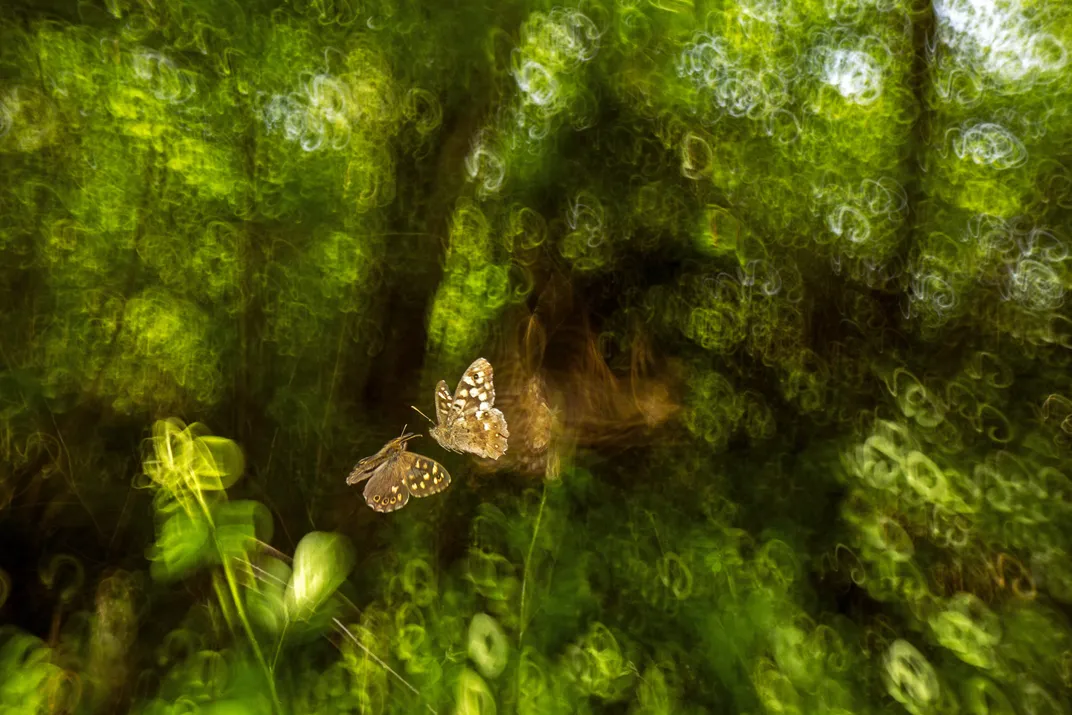 two butterflies—brown with white spots—face each other in mid-air against a blurred, green forest background