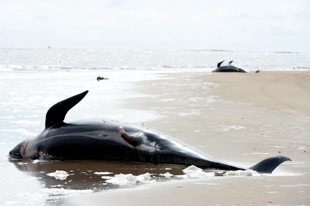 Australia whales: 90 dead in mass stranding off Tasmania - BBC News