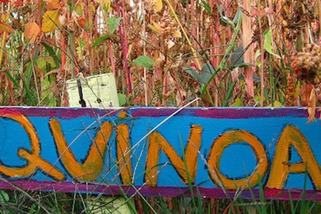 In celebration of Bolivia’s culture, the American Indian Museum is holding a quinoa festival this week.
