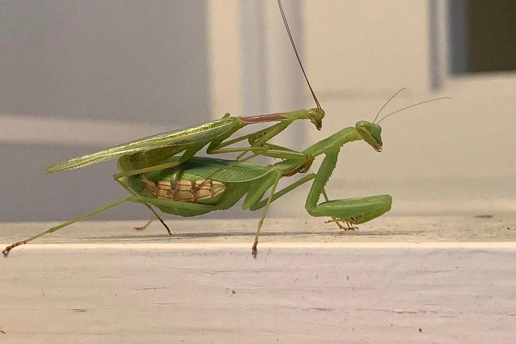 Two Springbok mantises mating on a window sill