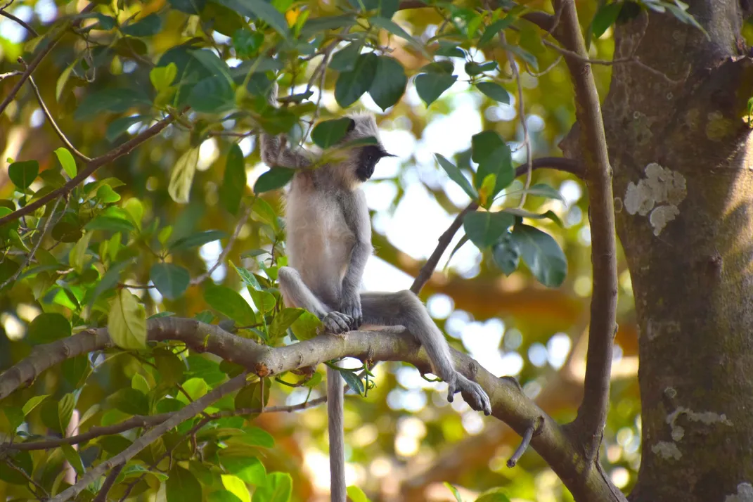 Gray Tufted Langur 