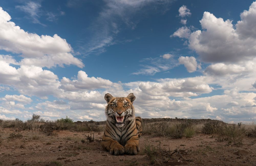 The photograph showcases a young tiger lying in an open, arid landscape under a vibrant blue sky filled with fluffy clouds that add depth to the scene. The tiger, with its golden fur and distinctive black stripes, gazes directly at the camera with an expression that appears to be a mix of curiosity and power. Its slightly open mouth reveals sharp teeth, giving it both an imposing yet relaxed demeanor. The image conveys a sense of freedom and grandeur, with the tiger as the undisputed protagonist beneath the vast sky.