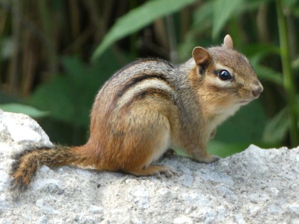 chipmunk on rocks in backyard thumbnail