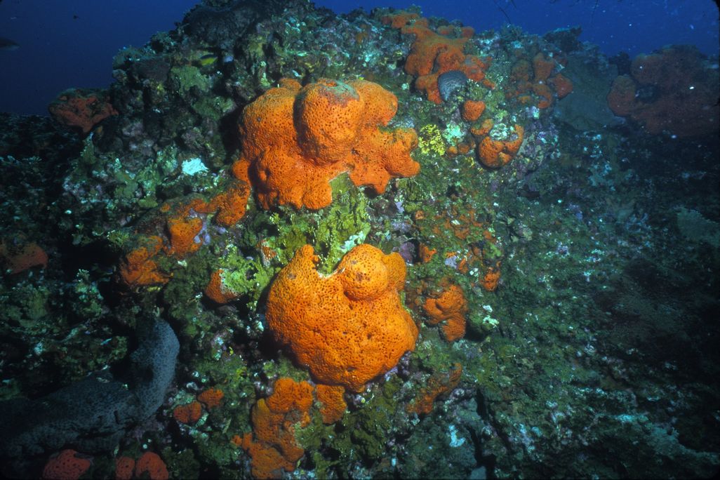A close-up of orange elephant ear sponge, resembling orange cauliflower attached to a rock, taken underwater.