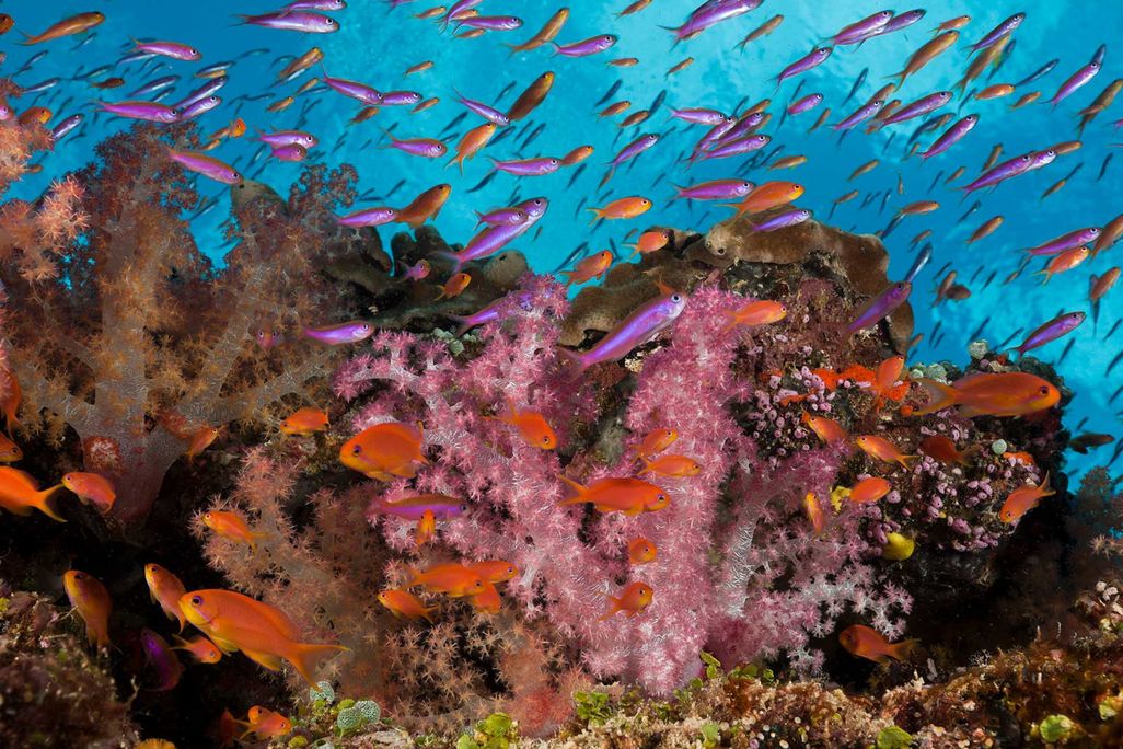 Coral Reef in Fiji