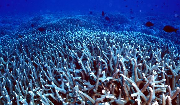 Corals as far as the eye can see, with dark blue fishes swimming above