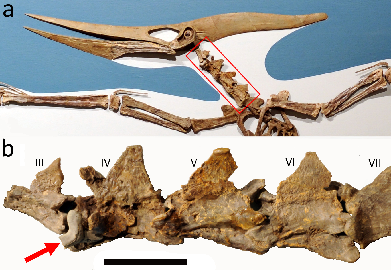 Pterosaur teeth from Angeac-Charente: A, Pterodactyloidea indet. A