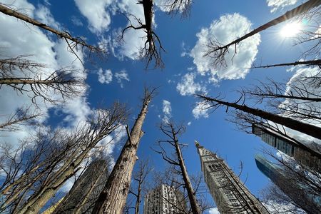 Maya Lin's Ghost Forest is on view at Madison Square Park through November 14, 2021.