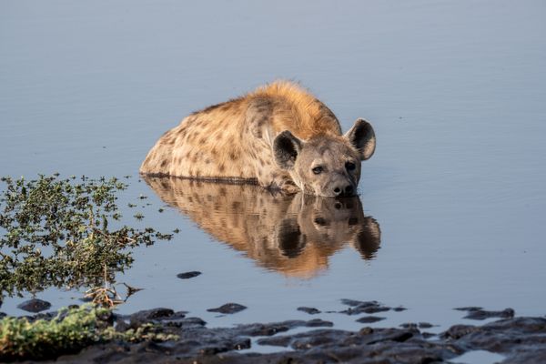 Hyena Chillin’ thumbnail