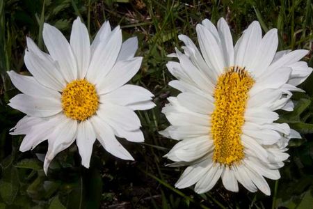 This fasciated flower — a White Mule’s Ear, found in Island Park, Idaho — has the same disorder found in flowers near Fukushima