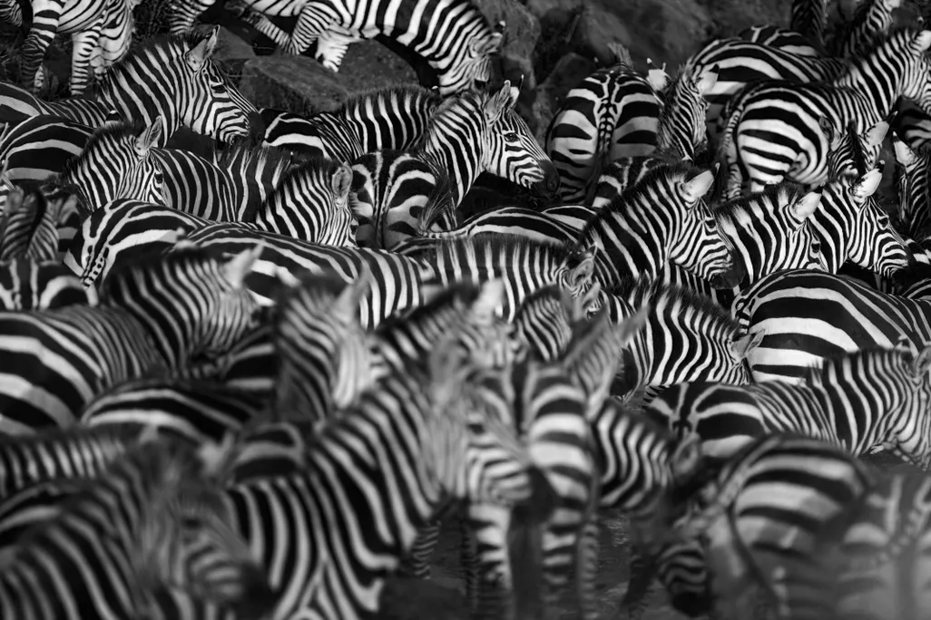 Zebras