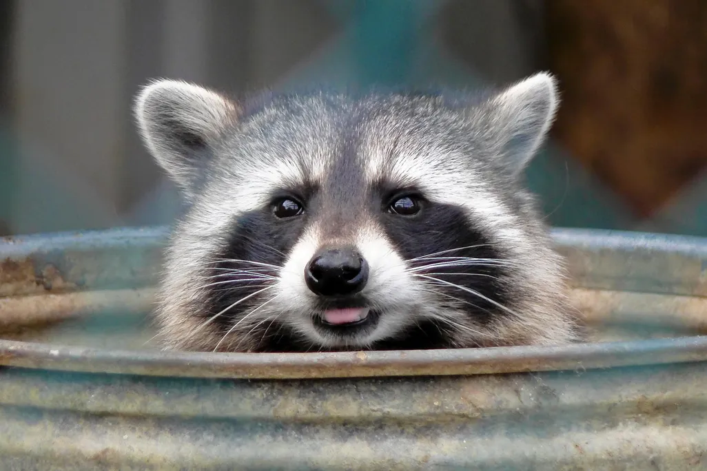 raccoon garbage bin