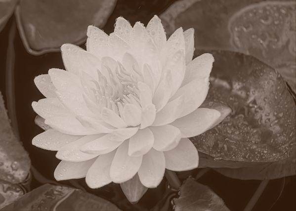 Water Lily Sepia thumbnail