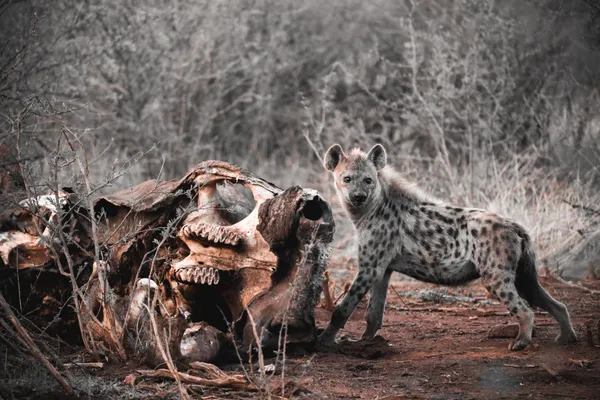 Hyena Feasting in the Wilderness thumbnail