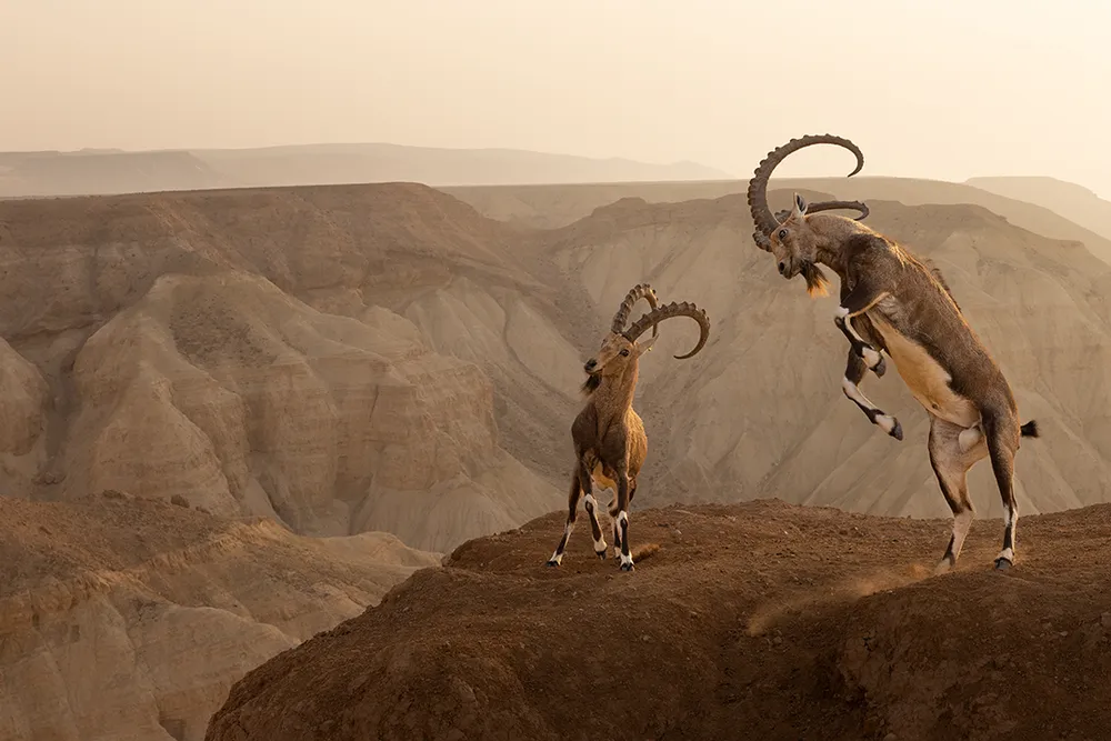 two Nubian ibexes fight on a cliffside; one of them is reared up on its hind legs. A desert canyon is in the background