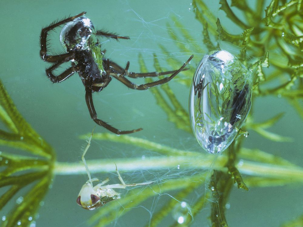 European Water Spider