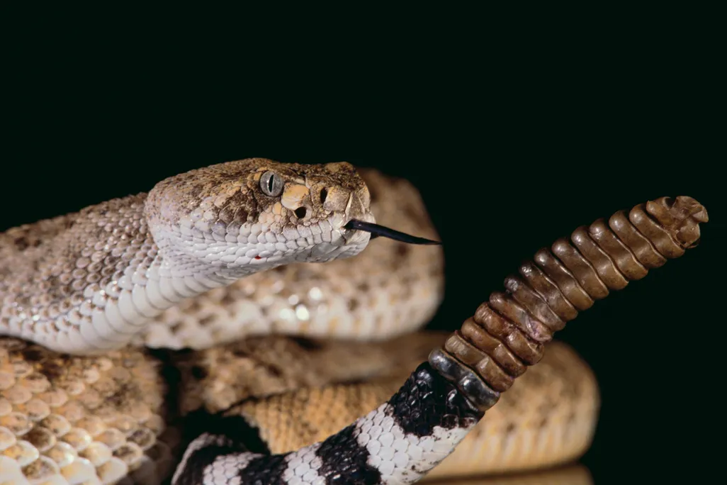 rattlesnake